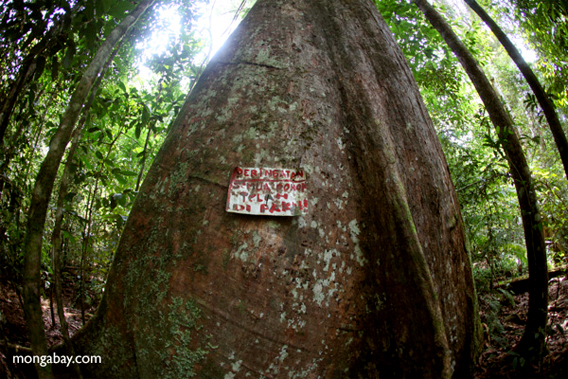 Dieses Warnschild besagt, dass ein Baum im Regenwald von Indonesisch-Borneo zum Schutz vor illegaler Abholzung mit Eisenspitzen versehen worden ist. Foto: Rhett A. Butler.