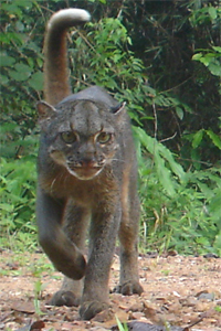 The mysterious Borneo Bay Cat (Pardofelis badia) found only in Borneo. Photo courtesy of Joanna Ross and Andrew Hearn of Oxford University’s WildCRU..