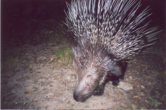 Crested porcupine