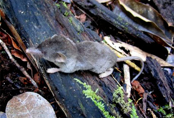 New shrew species in Sulawesi