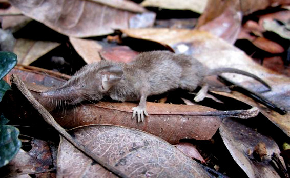 New shrew species in Sulawesi