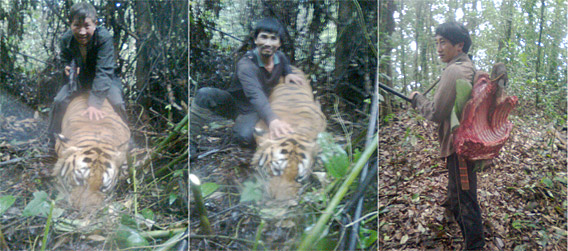 Poachers Try To Hack Data From Rare Tiger's GPS Collar