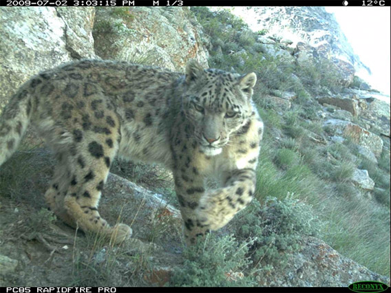 Snow leopard in the Wakhan Corridor caught on camera trap.