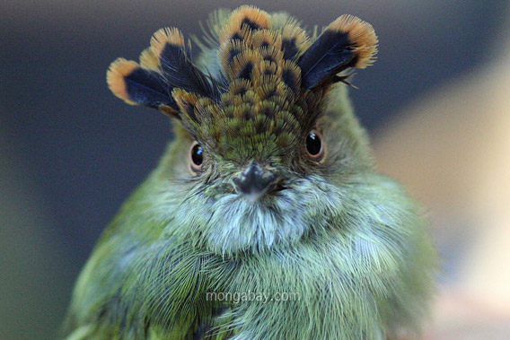 Scale crested pygmy tyrant