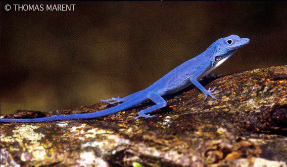 True blue lizard.