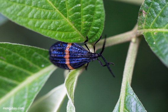 Escarabajo alado azul y naranja (Lycidae) de Chicaque, Colombia. 