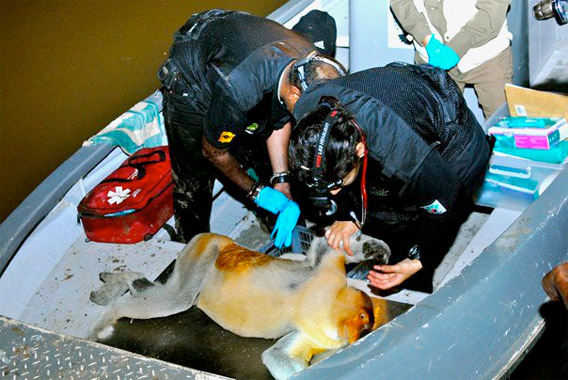 After tranquilisation, the animal is given a full medical check by Dr Senthilvel Nathan and Dr Diana Ramirez from the Wildlife Rescue Unit.