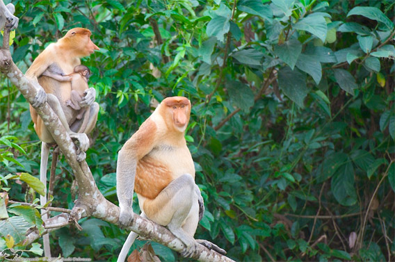 Proboscis monkey family members in the Lower Kinabatangan Wildlife Sanctuary.