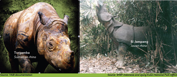 Javan and Sumatran rhinos.