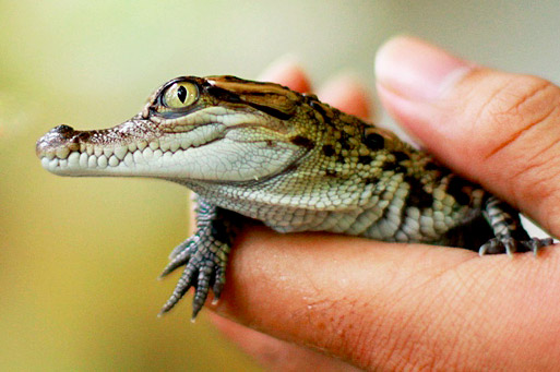 Rare Siamese Crocodile hatchling in Laos. M. Douangmyxay/WCS Laos Program.