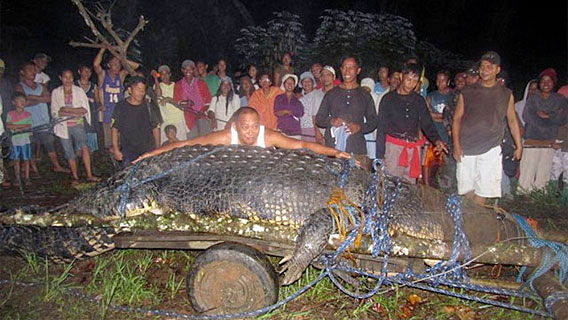 saltwater crocodile largest anaconda ever recorded