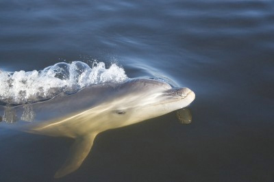 new dolphin species