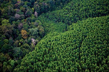 Rainforest (left) and Eucalyptus plantation (right) in Sumatra.