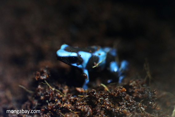 Baby blue frog