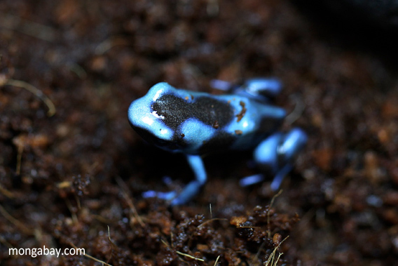 Baby blue auratus