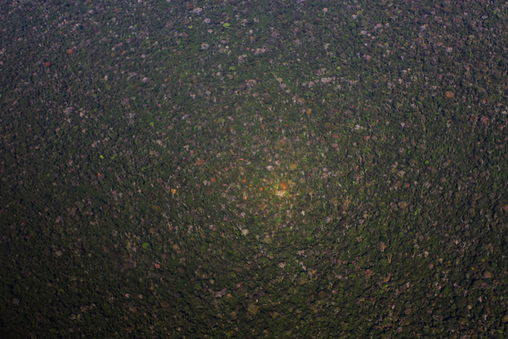 rainforest in Peru