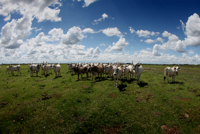 Cattle in a former rainforest area