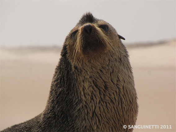 A male sub-antarctic fur seal on the beach between Louri and Tassi in Loango National Park, Gabon on September 1st, 2011.