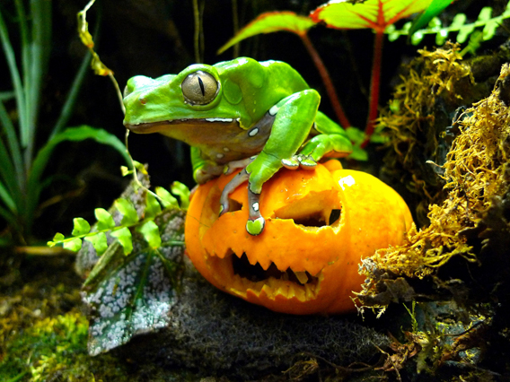 Giant monkey frog at ZSL.