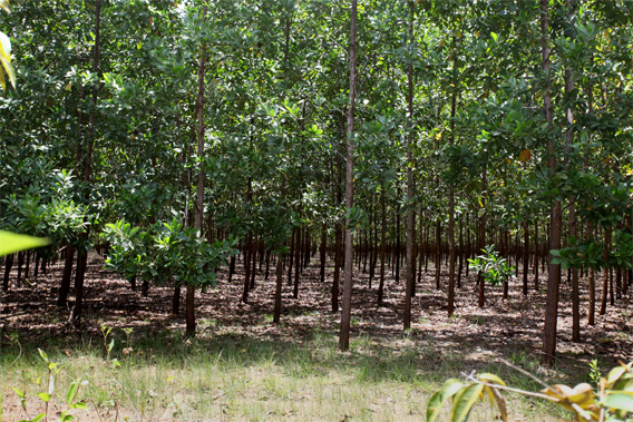 The Cooper-Blackburn bill would allow foreign operators to illegally log rainforests and sell the resulting pulp in the United States without penalty.