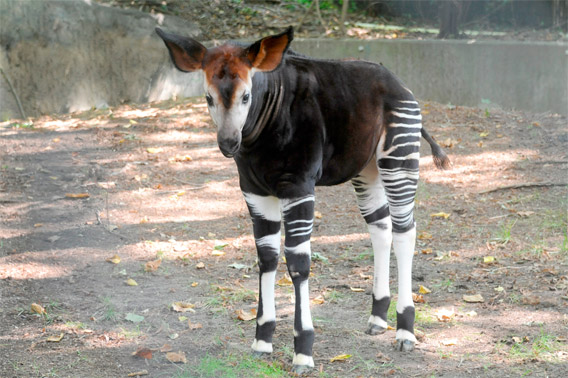 Cute animal picture of the day: baby okapi born at the Bronx Zoo