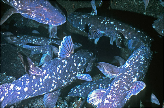 Group formation of coelacanths within a single cave off Grand Comore. Photo by: Hans Fricke.