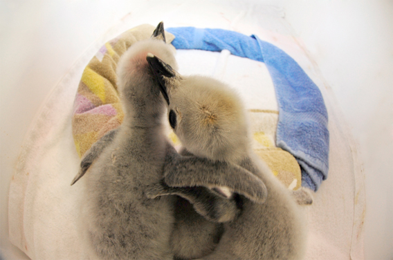 Chinstrap penguin chicks get cozy. Photo by: Julie Larsen Maher.