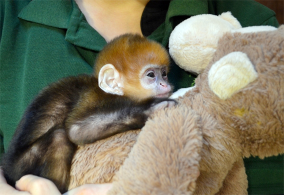 Picture Of The Day Baby Monkey Clutching A Teddy Bear