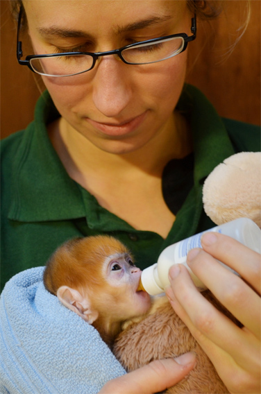 Baby Francois langur with keeper Kate Sanders at ZSL