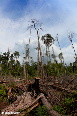Deforestation in Indonesian Borneo