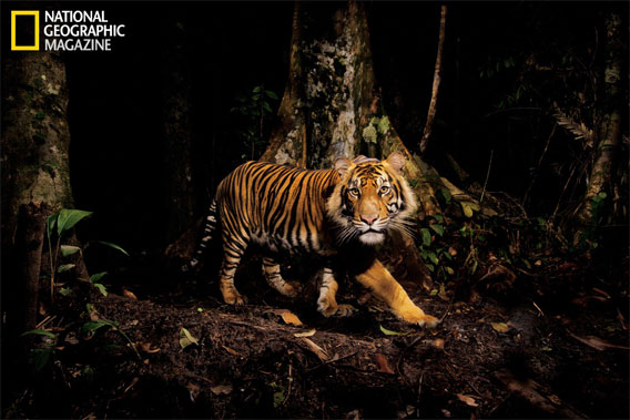 A tiger peers at a camera trap