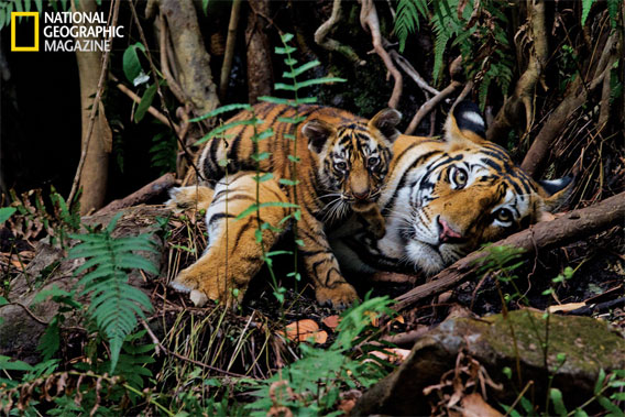 Mother tiger with cub