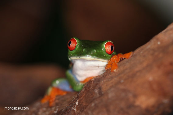 frog with mouth open