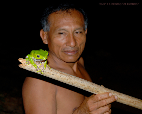 Amazonian Shaman with Hallucinogenic Frog .