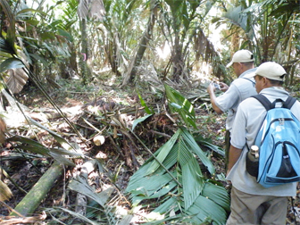 Ranger photographing destroyed comfra palms