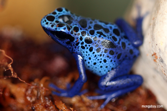 Blue dart frog.
