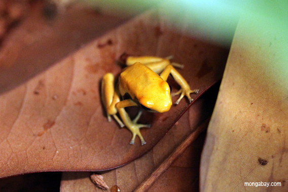 Golden dart frog.