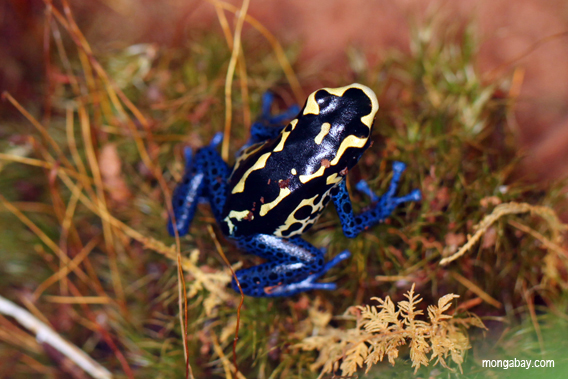 Blue-and-yellow poison frog.