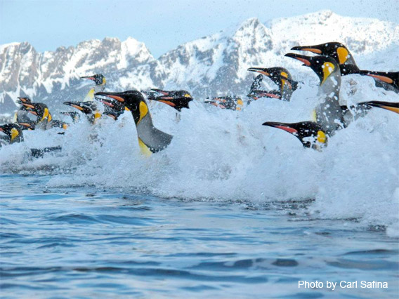 King Penguins coming ashore at Salisbury Plain on South Georgia Island.