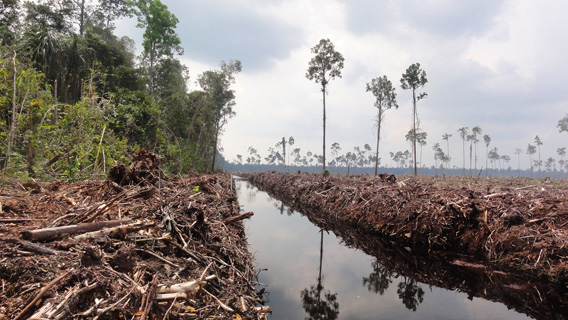 Peat draining and large-scale clearance of natural forest by APP wood supplier PT. Ruas Utama Jaya.