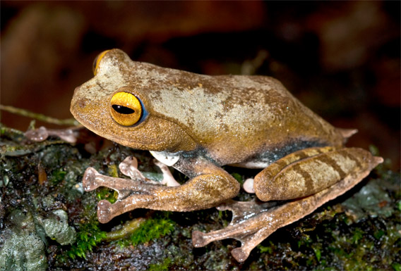  Herpetologist How It Started How Its Going Frog Toad