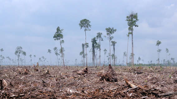 Peat draining and large-scale clearance of natural forest by APP wood supplier PT. Ruas Utama Jaya.