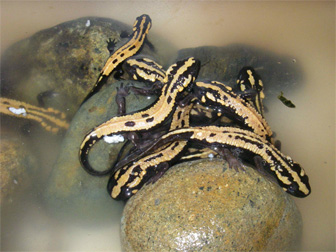 container of live Lao newts that were collected by villagers for illegal sale to tourists in Laos.