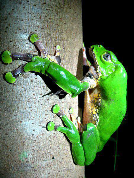 Giant Monkey Frog (Phyllomedusa bicolor).