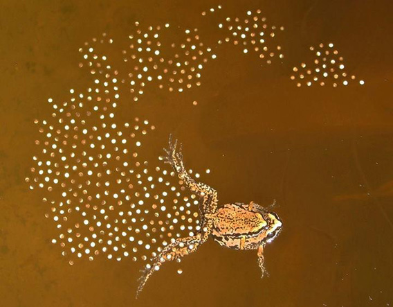 False Ornate Narrow-mouthed Frogs mating.