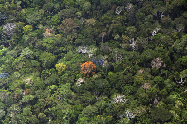Rainforest canopy in the Peruvian Amazon