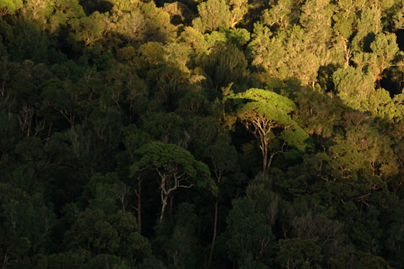 Forêt tropicale des Ghâts occidentaux de l'Inde. Toutes les photos ont été prises par Kalyan Varma.