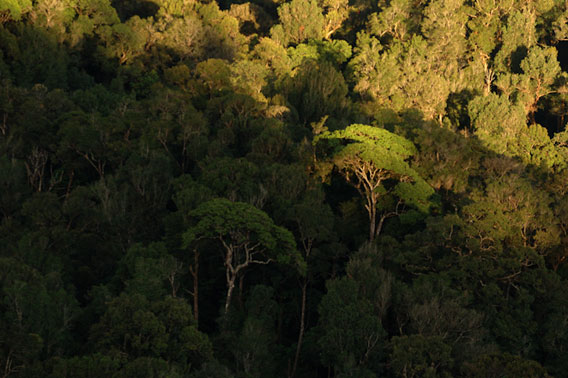 Rainforest of India's Western Ghats.