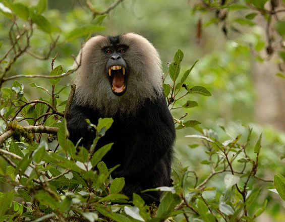 Fotoessay Der Bartaffe Endemisch Im Regenwald Der Indischen Westgahts Mongabay Deutsch