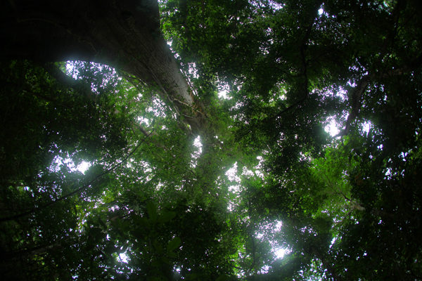 Rainforest in Panama